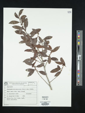 Chrysophyllum marginatum image