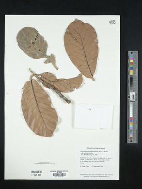 Chrysophyllum sanguinolentum image