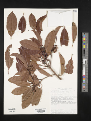 Manilkara staminodella image