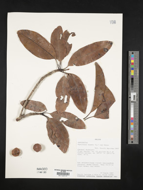 Manilkara zapota image