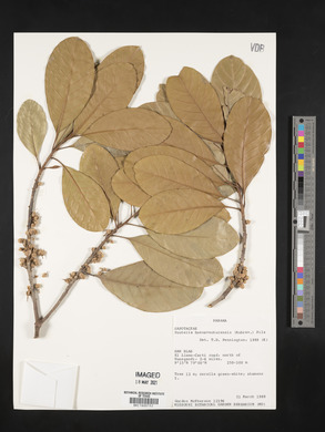 Pouteria buenaventurensis image