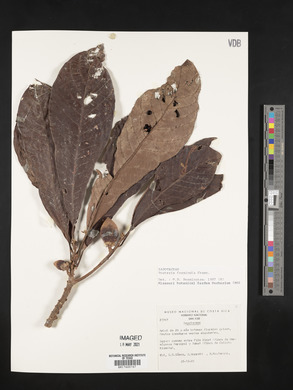 Pouteria fossicola image