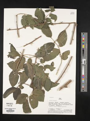 Celtis iguanaea image