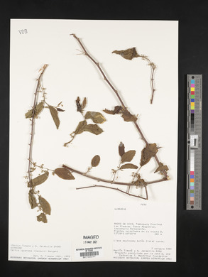 Celtis iguanaea image