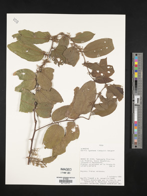 Celtis iguanaea image