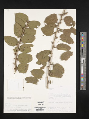 Celtis iguanaea image