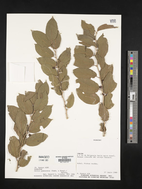 Celtis pubescens image