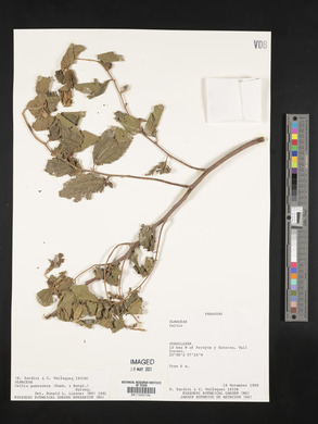Image Associated With the Occurence