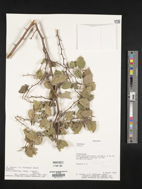 Celtis pubescens image