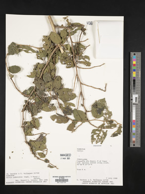 Image Associated With the Occurence