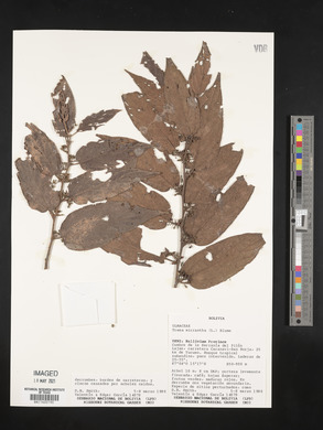 Trema micrantha image