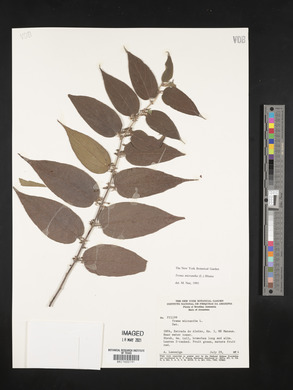 Trema micrantha image