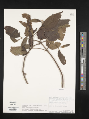 Trema micrantha image