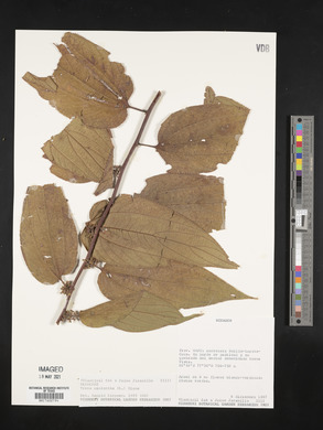 Trema micrantha image
