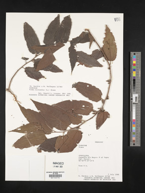 Trema micrantha image