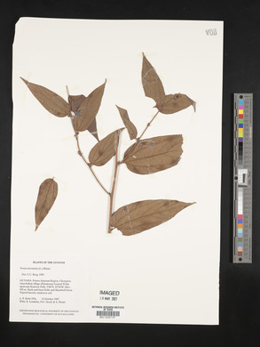 Trema micrantha image