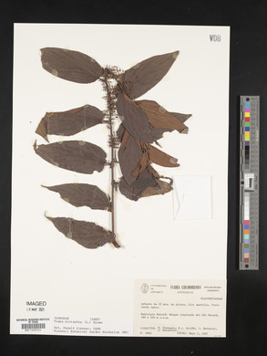 Trema micrantha image