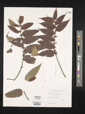 Trema micrantha image