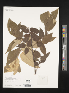 Trema micrantha image