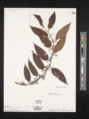Trema micrantha image