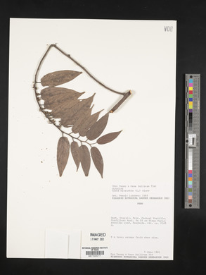 Trema micrantha image
