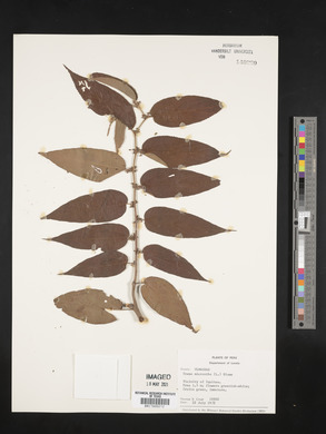 Trema micrantha image