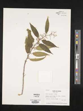 Trema micrantha image