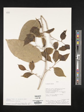 Celtis schippii image