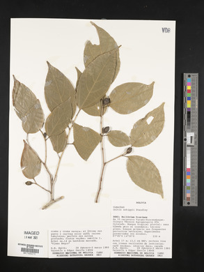 Celtis schippii image