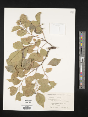 Celtis sinensis image