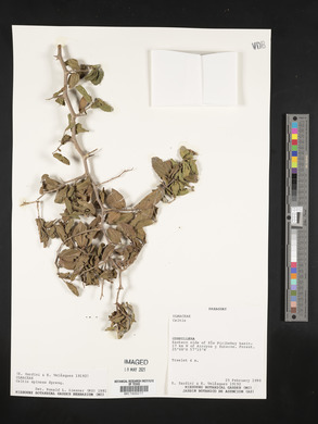 Celtis spinosa image