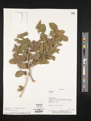 Celtis spinosa image