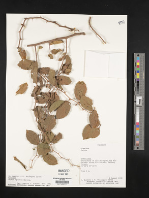 Celtis spinosa image