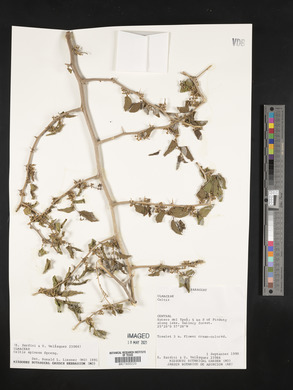 Celtis spinosa image