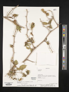 Celtis spinosa image