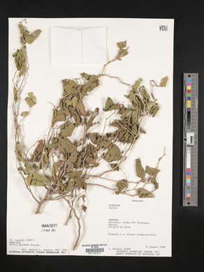 Celtis spinosa image