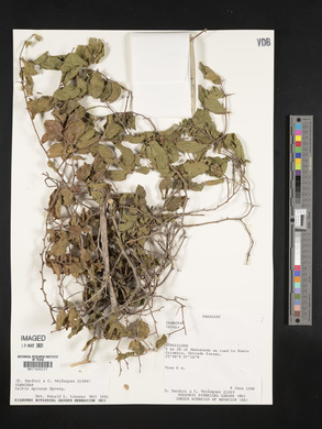 Celtis spinosa image