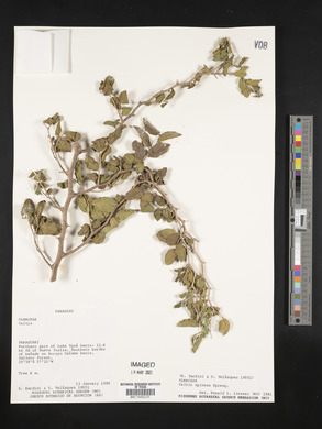 Celtis spinosa image