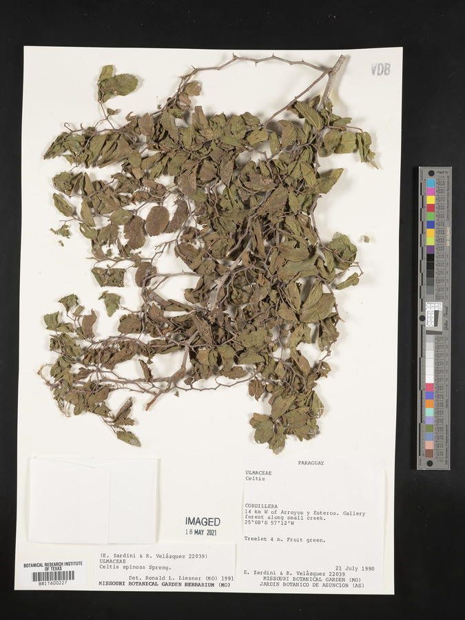 Celtis spinosa image