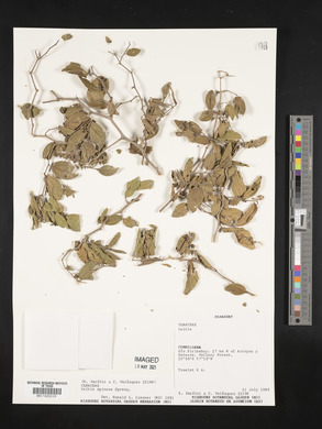 Celtis spinosa image