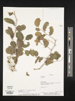 Celtis spinosa image