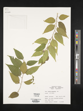 Celtis trinervia image