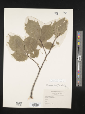 Ulmus glabra image