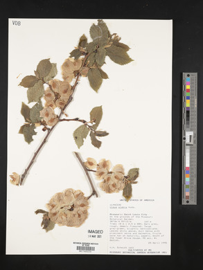 Ulmus glabra image