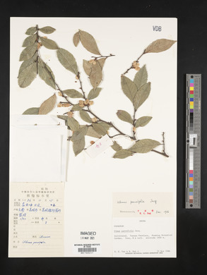 Ulmus parvifolia image