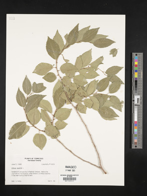 Ulmus pumila image