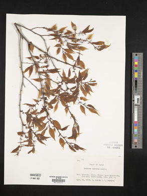 Zelkova serrata image