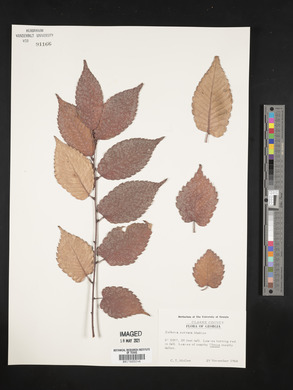 Zelkova serrata image