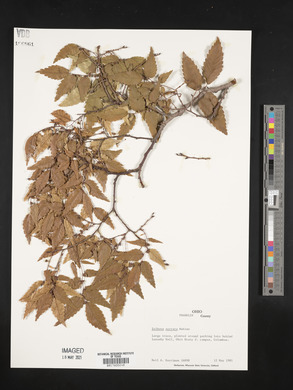 Zelkova serrata image