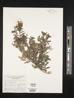 Volkameria ligustrina image